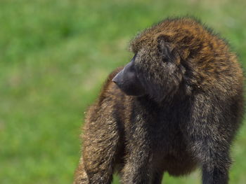 Close-up of a monkey