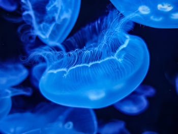 Close-up of jellyfish