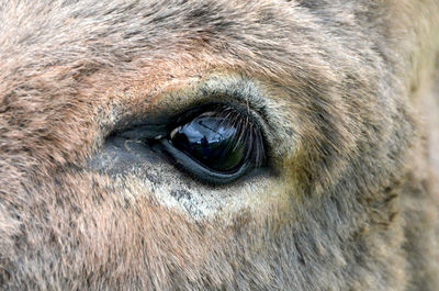 Extreme close up of animal eye