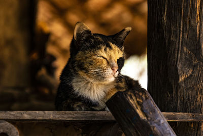 Close-up of cat sitting on wood