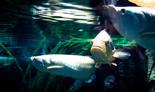 Close-up of fish swimming in aquarium