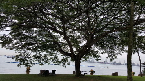 Trees growing in park