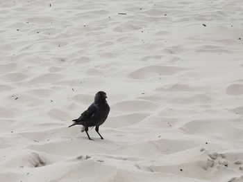 High angle view of a bird on sand