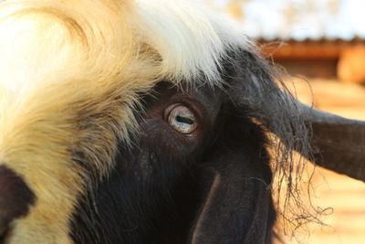 Close-up of a horse