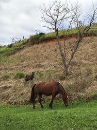 Horse on field against sky