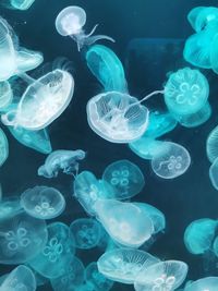 Close-up of jellyfish in water