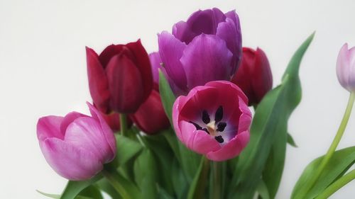 Close-up of pink flowers blooming outdoors