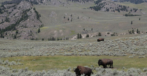 Horses in a field