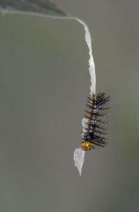 Close-up of insect against white background