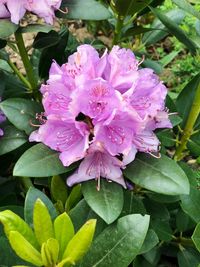 Close-up of pink flowering plant leaves