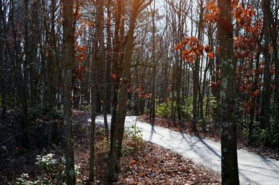 Trees in forest