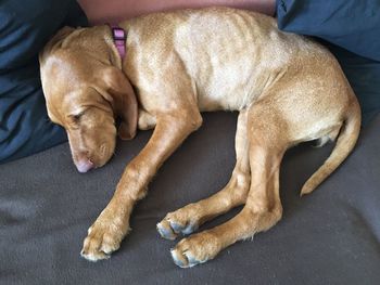 Dog sleeping on blanket