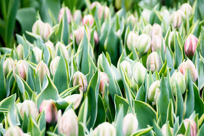 Close-up of white tulips