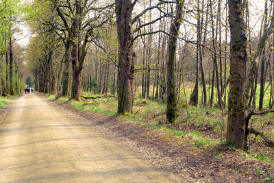 Empty narrow road along bare trees