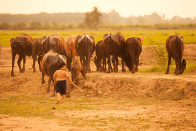 Rear view of boy walking with buffaloes on field
