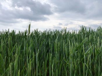 Crops growing on field against sky