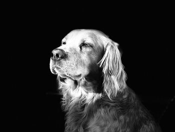 Close-up of dog looking away against black background