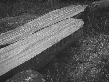 Close-up of tree stump