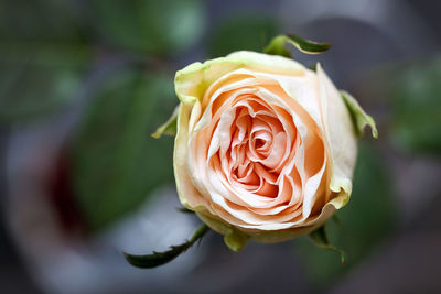 Close-up of fresh rose blooming outdoors