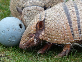 Close-up of a lizard