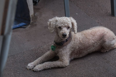 Close-up of a dog