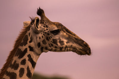 Close-up of giraffe against sky