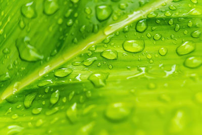 Close-up of raindrops on green leaves