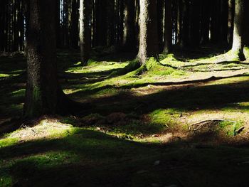Trees in forest