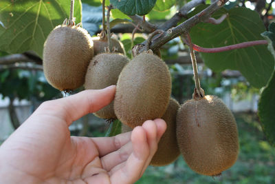 Hand holding kiwi fruit on a tree