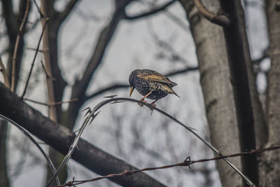 Low angle view of bird perching on barbed wire against trees