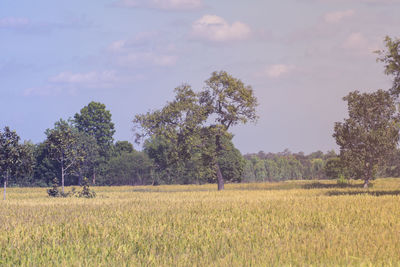 Scenic view of agricultural field against sky