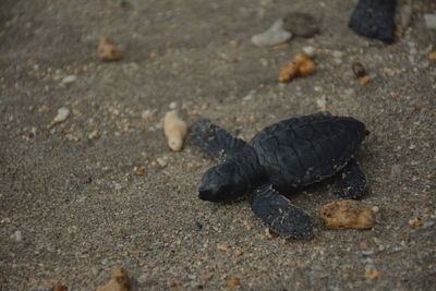 Baby turtle on the beach