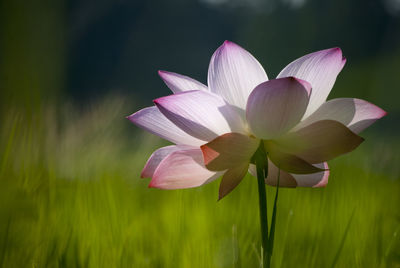 Close-up of pink flowers blooming outdoors