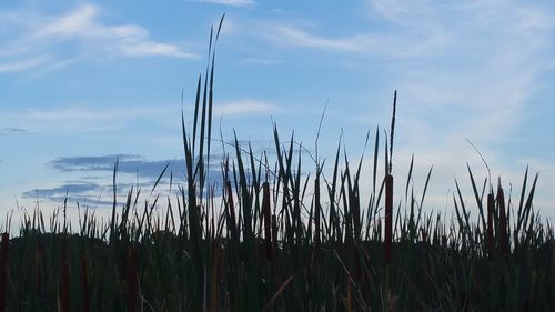 Close-up of stalks in field against sky