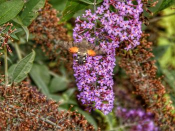 Close-up of insect on purple flowering plant