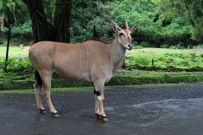 Standing adult antelope at cisarua safari park, indonesia