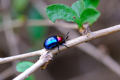 Close-up of insect on leaf