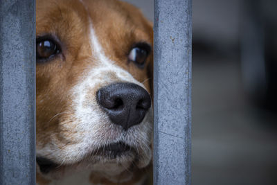 Close-up portrait of dog