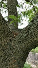 Close-up of tree trunk