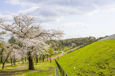 Cherry blossoms on field against sky