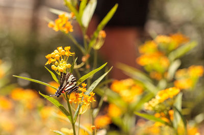 Close-up of butterfly pollinating on yellow flower