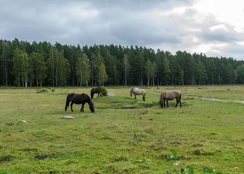 Horses grazing on the shore of the lake, the inhabitants of engure nature park are wild animals 