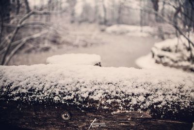 Close-up of frozen plants during winter