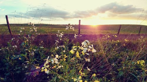 Plants growing on field against sky during sunset