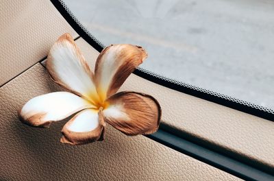 High angle view of flower on table