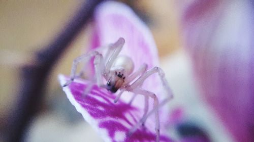 Close-up of bee pollinating on flower