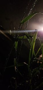 Close-up of wet spider web on plant