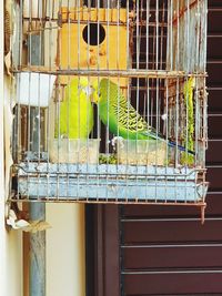 View of bird in cage