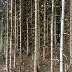 View of bamboo trees in forest