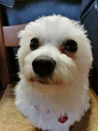 Portrait of dog at home